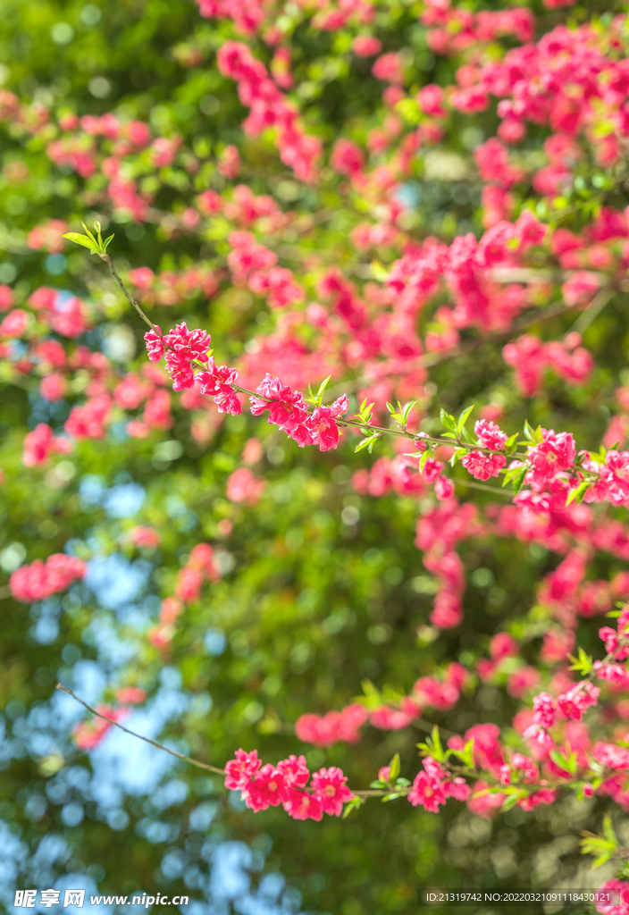 樱花