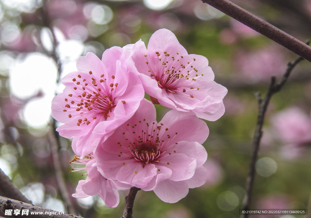 樱花特写摄影