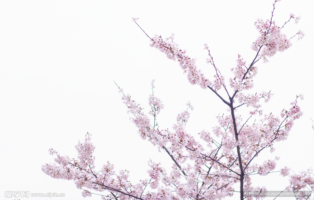 樱花高清摄影