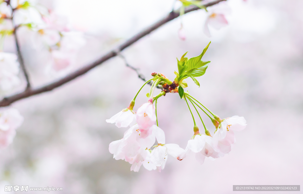 樱花高清特写