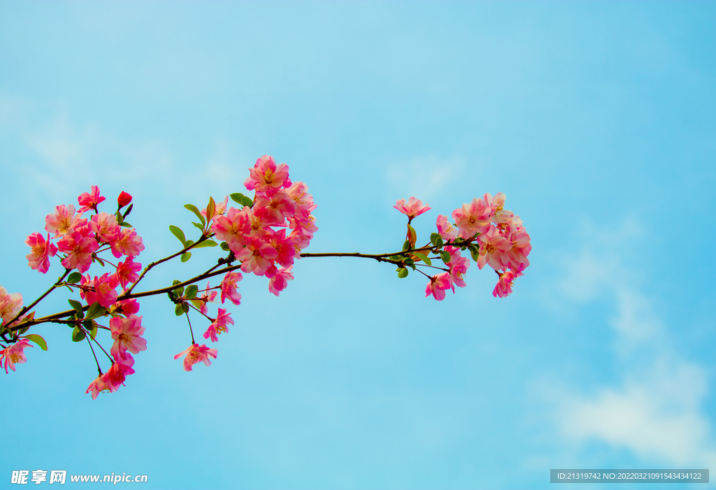 樱花特写图