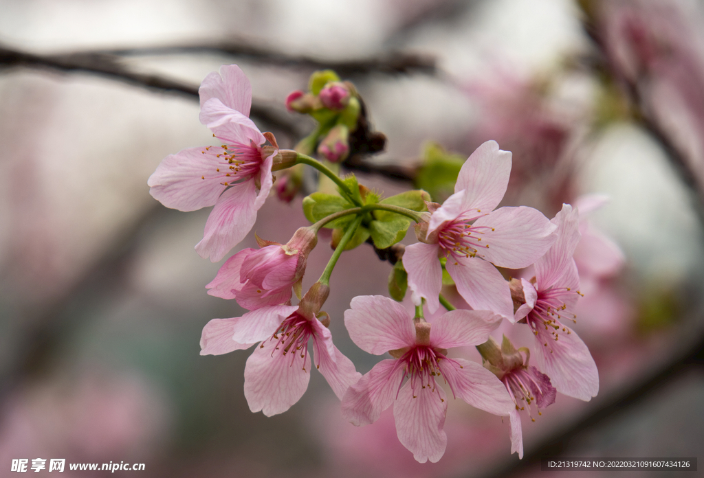 樱花高清特写