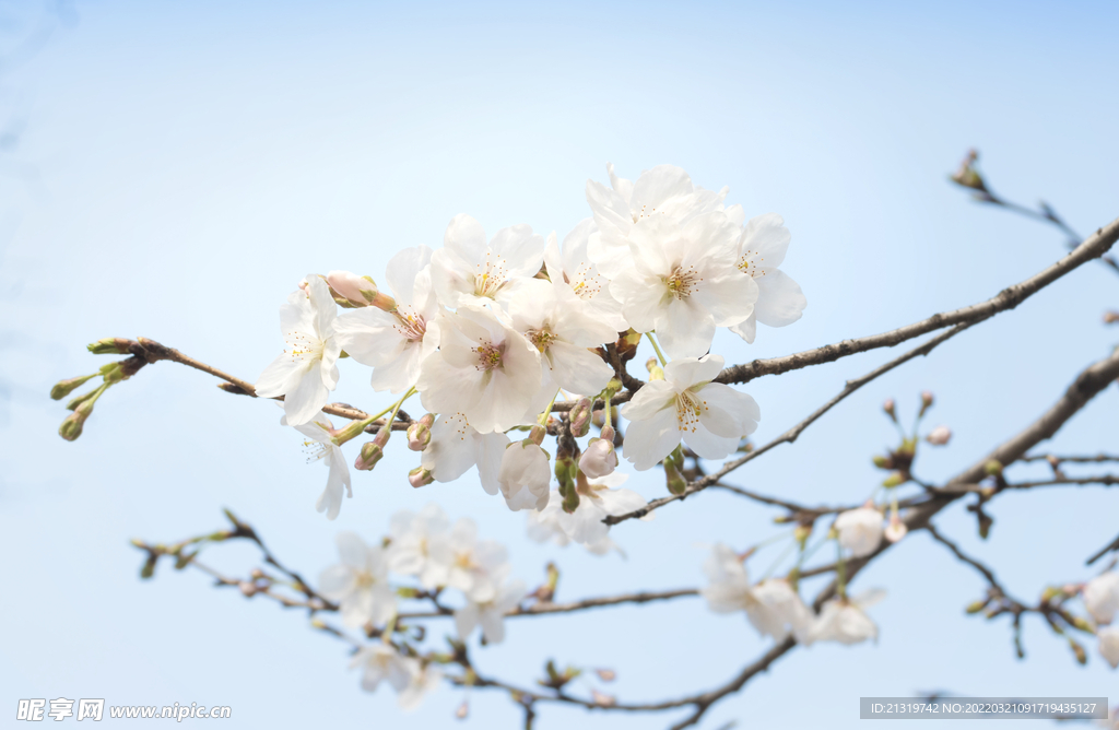 白色樱花