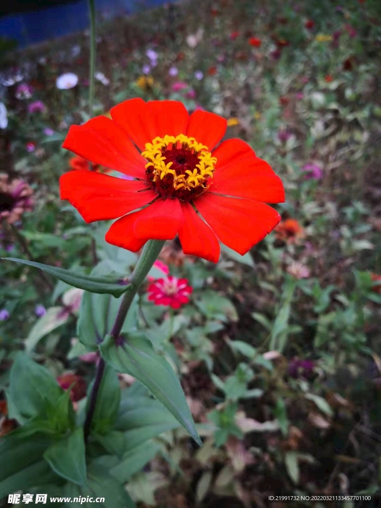 花