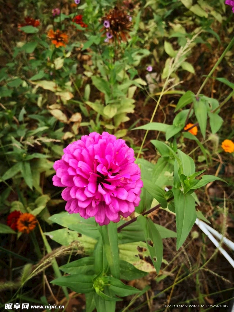 花