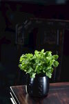 香菜