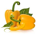 蔬菜