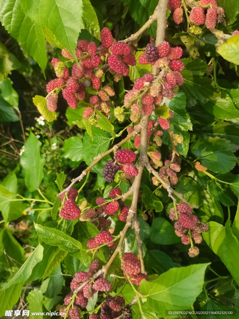 茂密的桑葚果