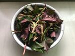 鱼腥草