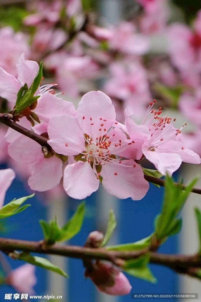 春季桃花盛开实物摄影图