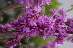 春季紫荆花开实物拍摄图