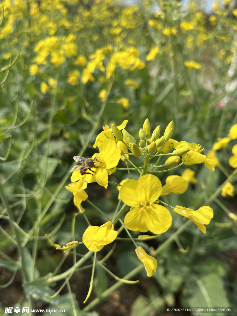 蜜蜂