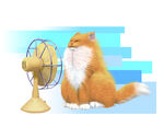 吹风猫