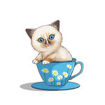 茶杯猫            