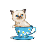 茶杯猫            