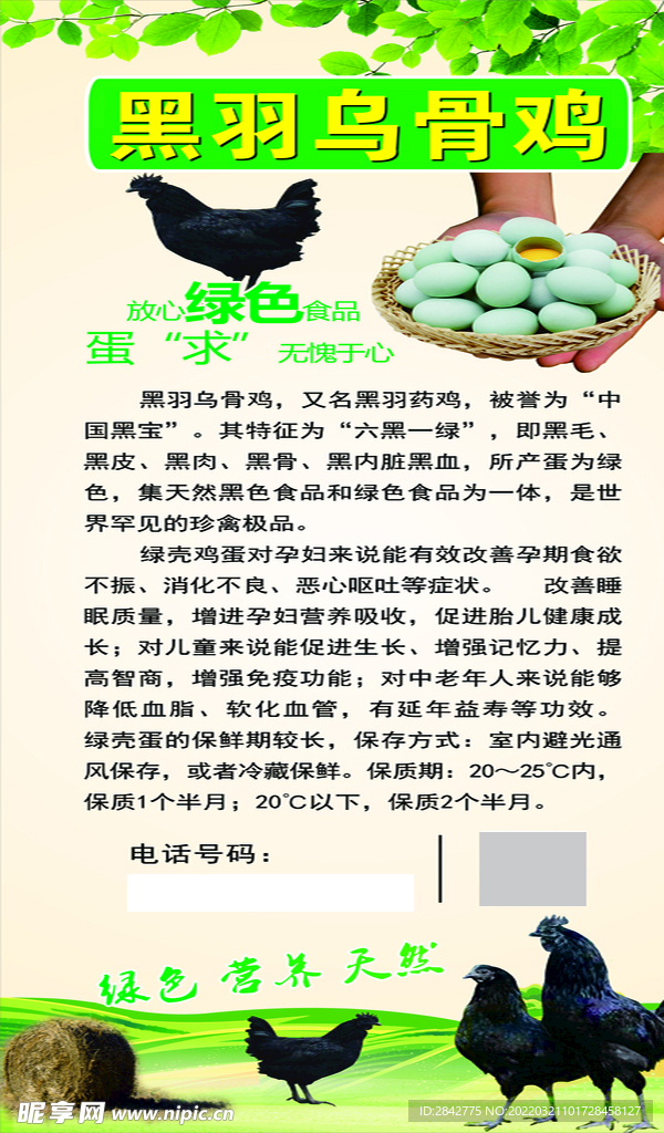 黑羽乌骨鸡