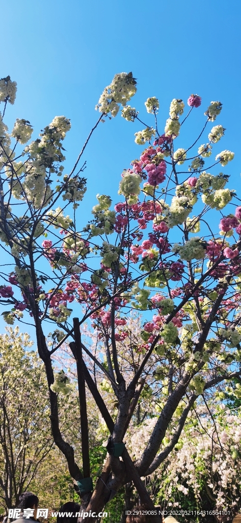 桃花