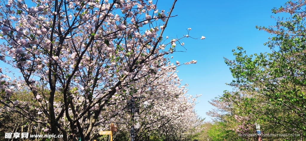 桃花