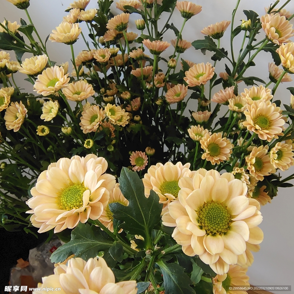 菊花图片