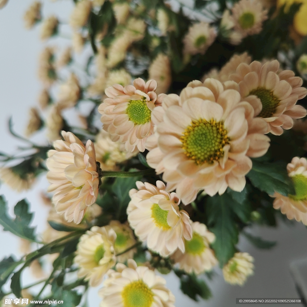 菊花图片