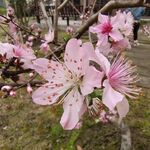 桃花图片
