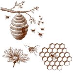 蜂窝矢量