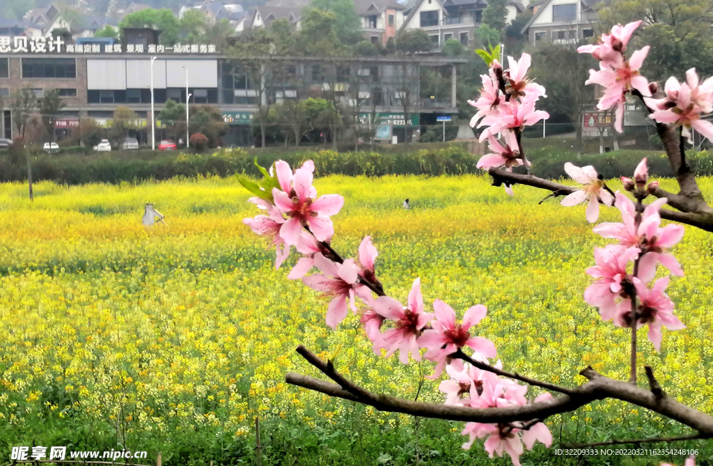 桃花