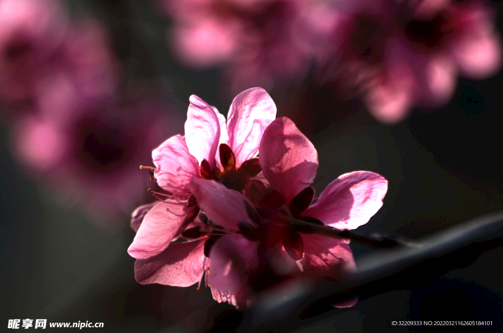 桃花