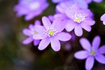 肝花