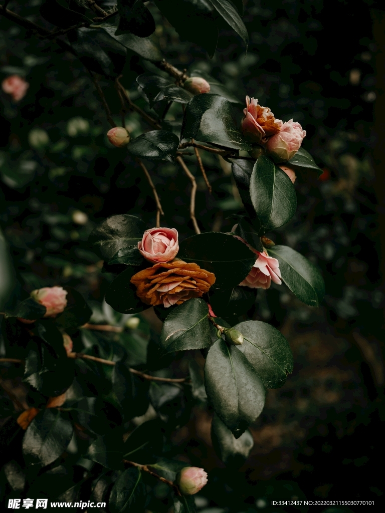 花