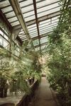 植物