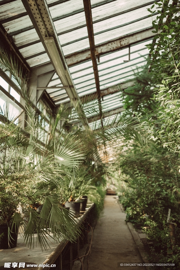 植物