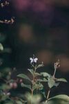 蝴蝶花
