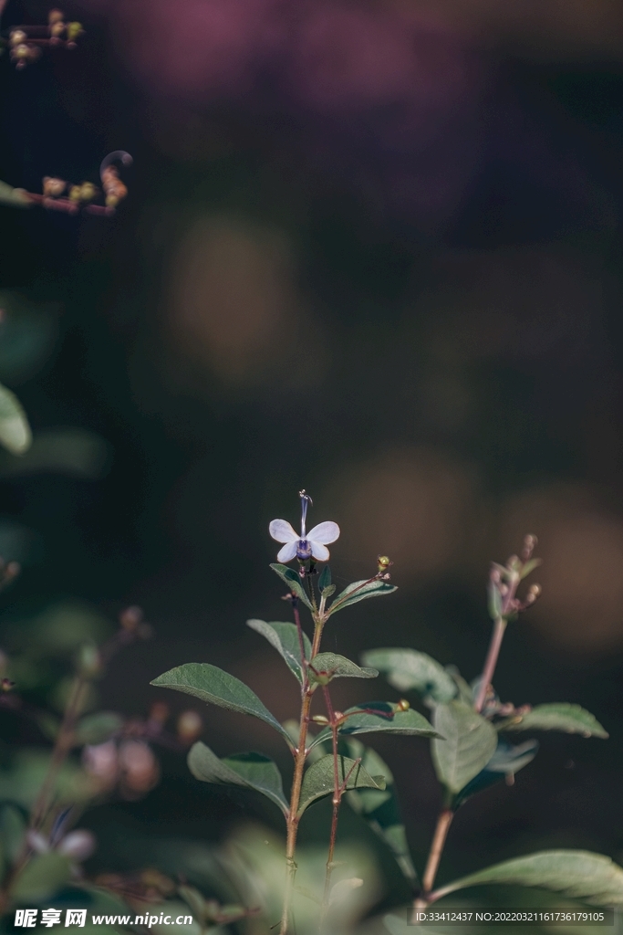 蝴蝶花
