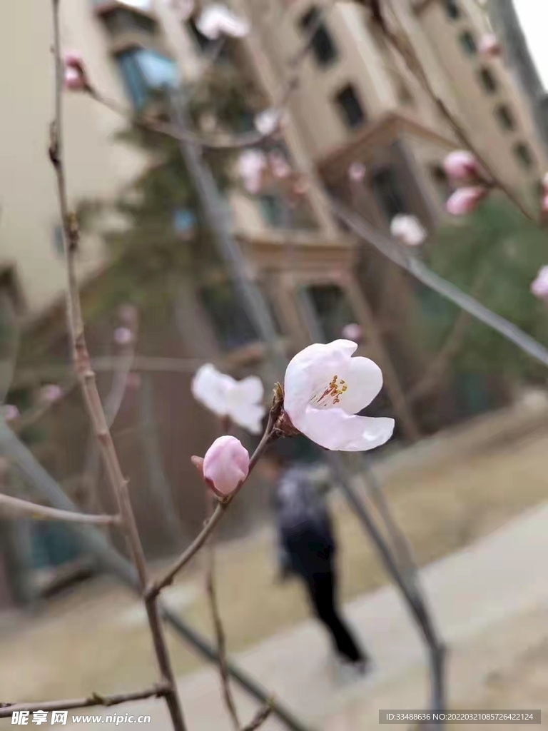 杏花