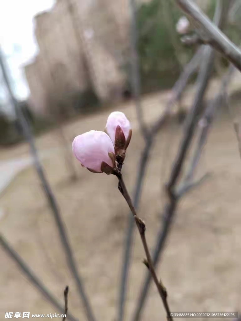 花蕾