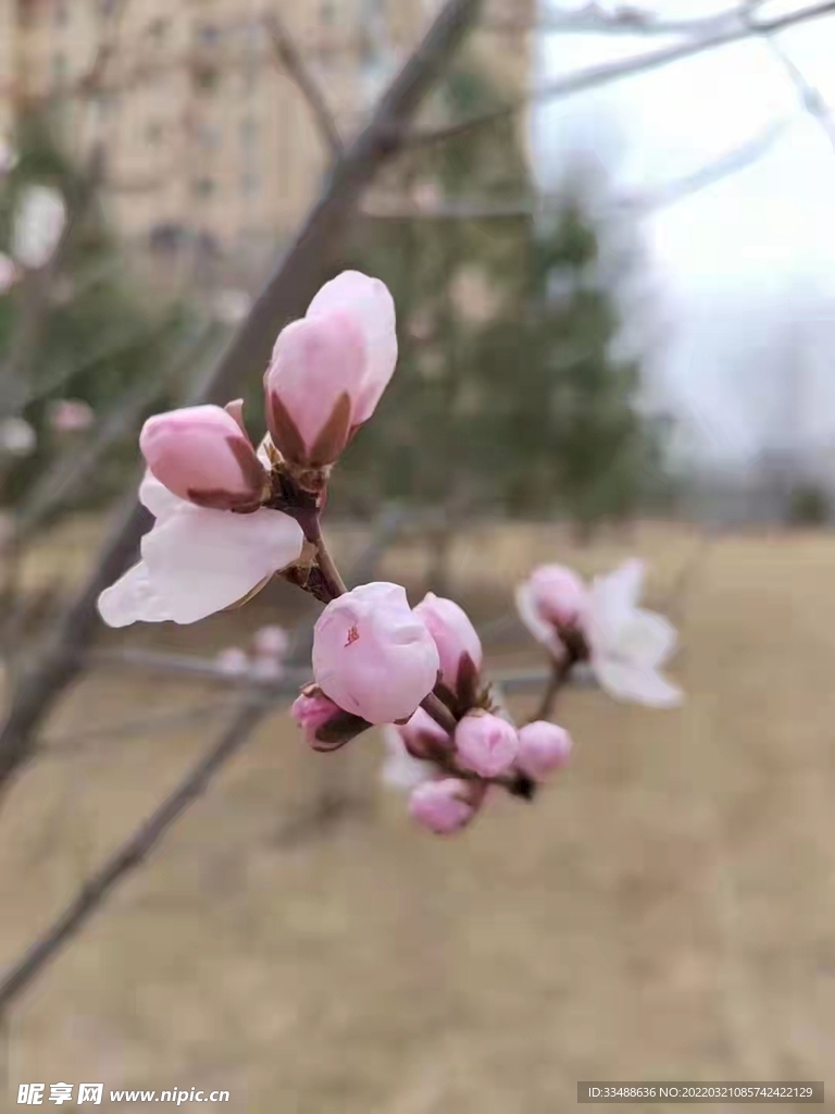 杏花