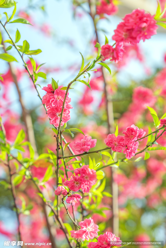 红花碧桃