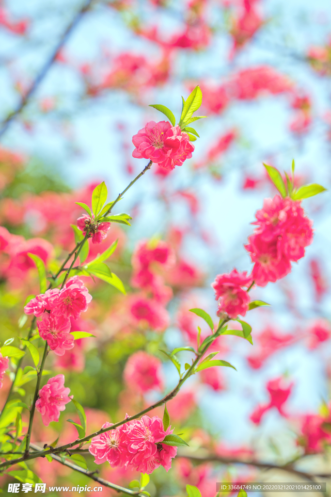 春天的桃花林