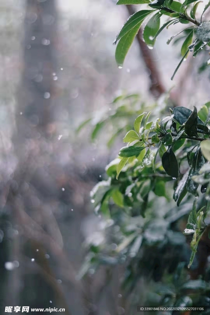 春雨浸润