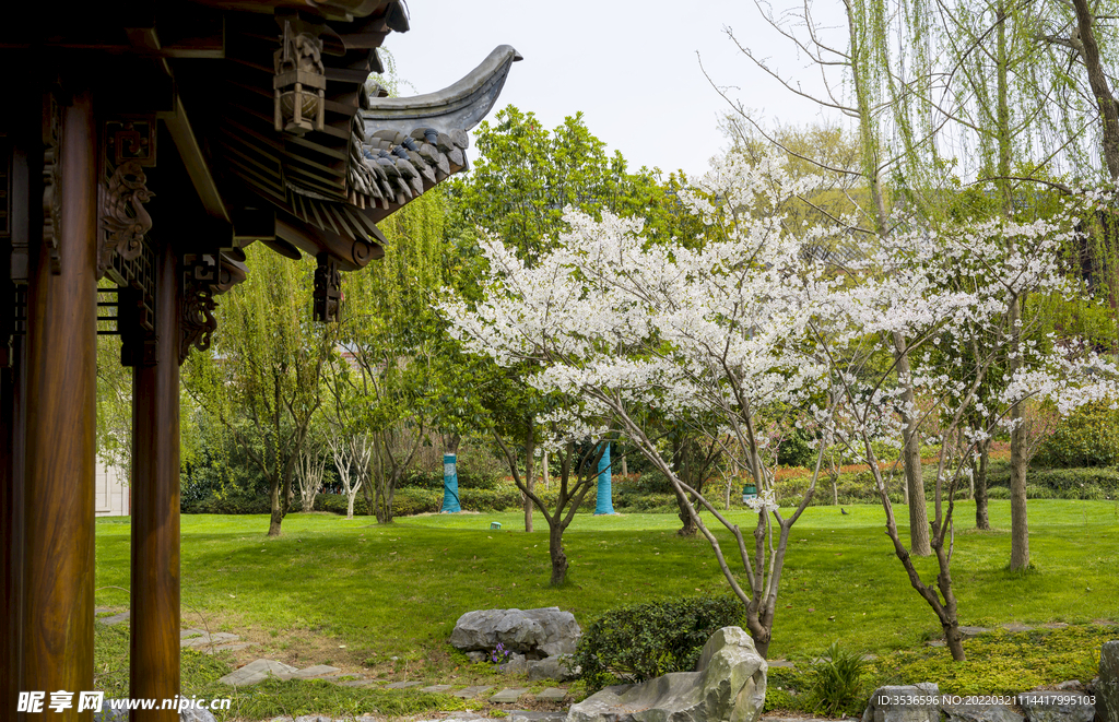 庭院樱花 