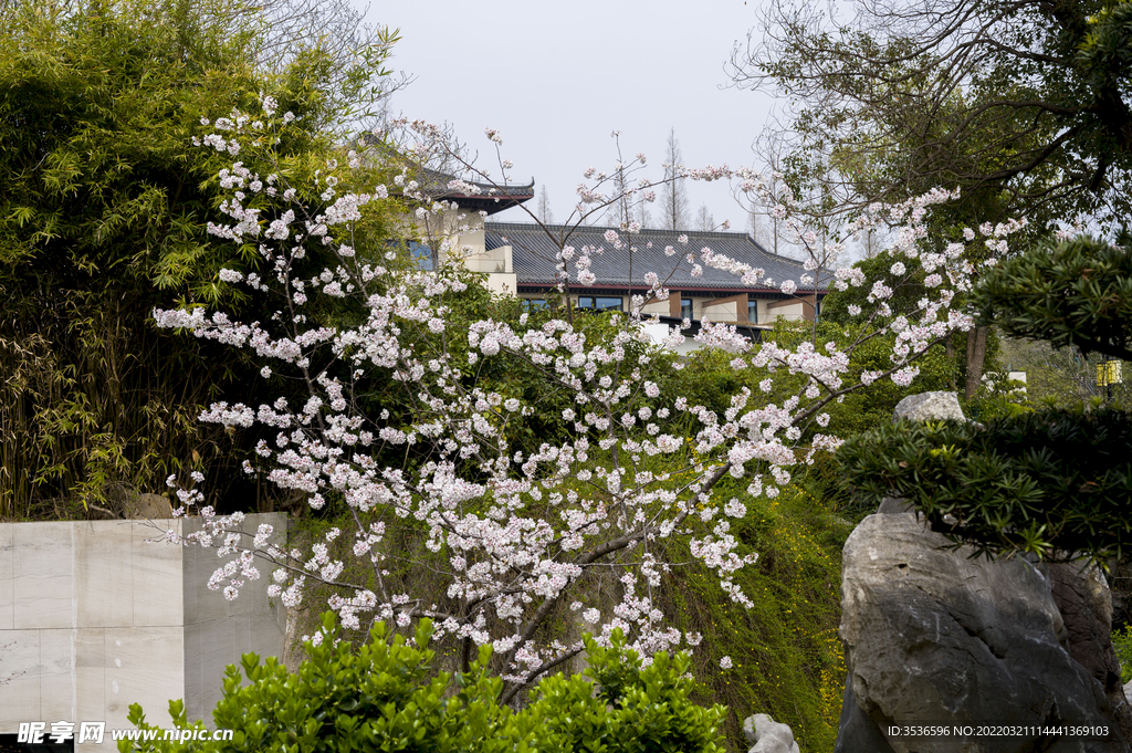 樱花庭院 