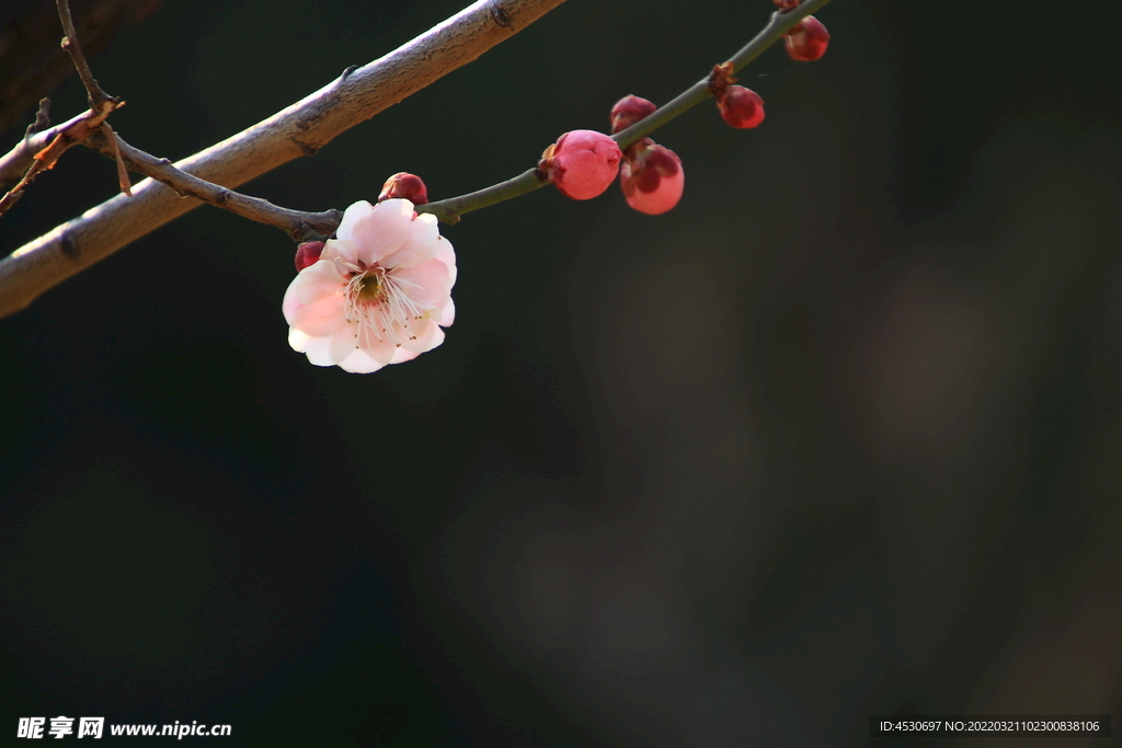 梅花