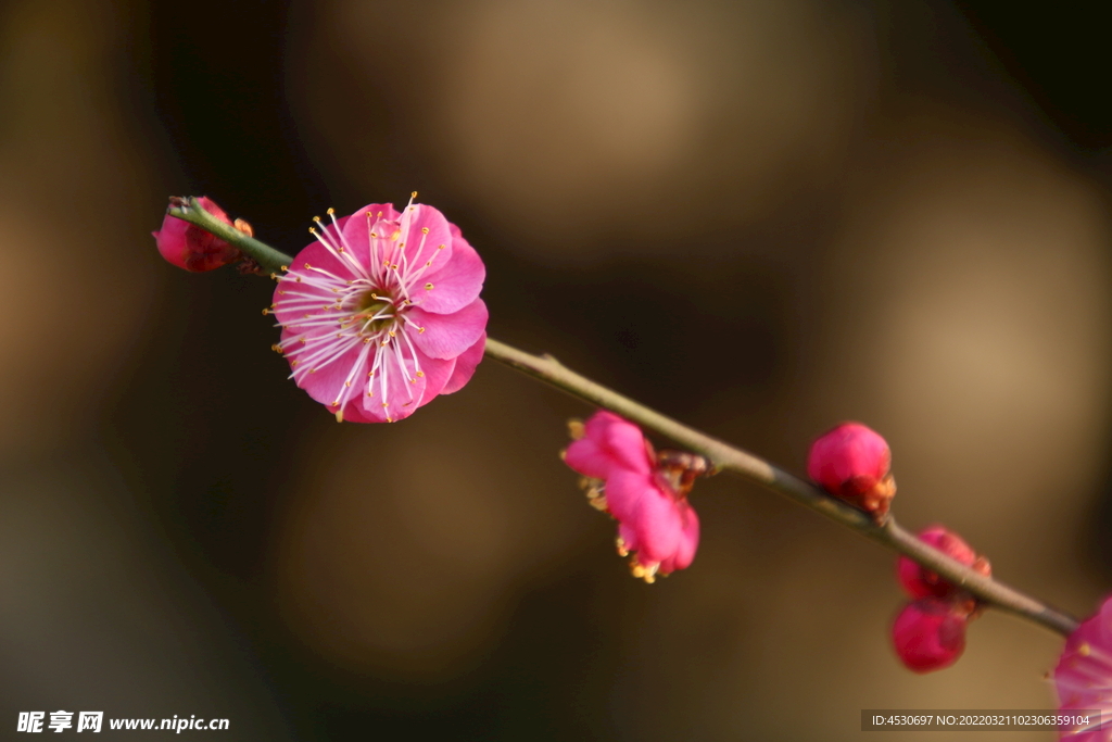 梅花