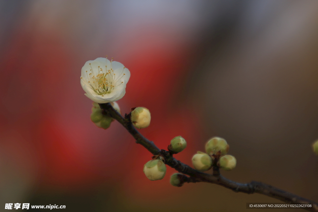 梅花