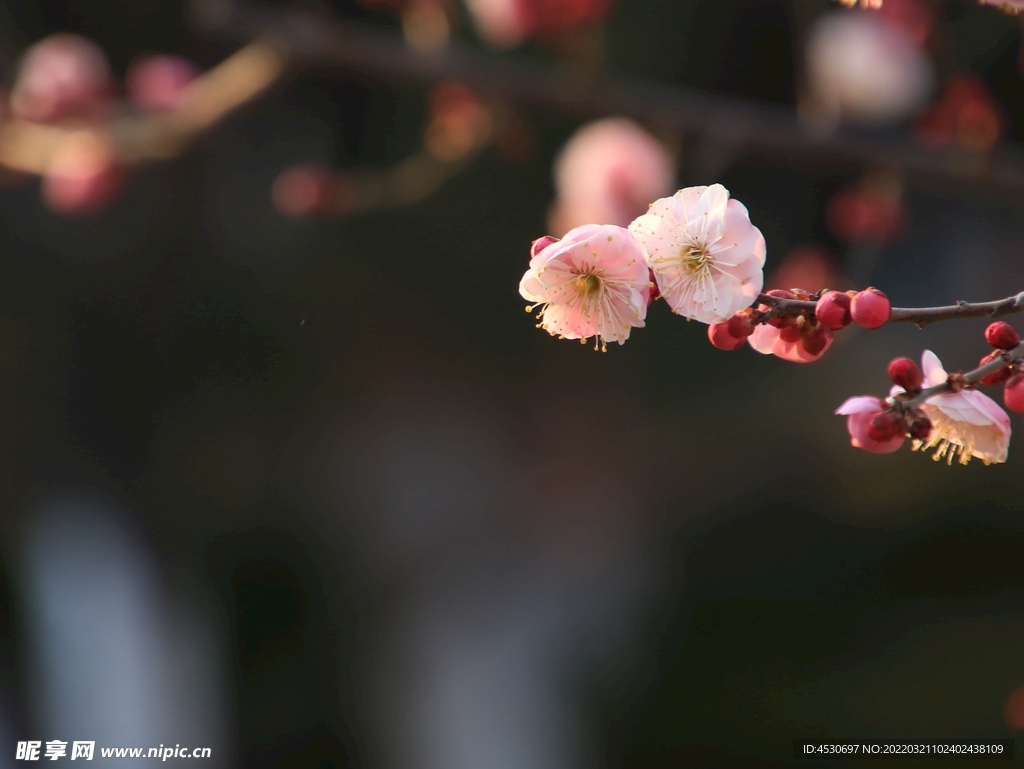 梅花