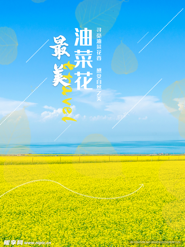 油菜花海  