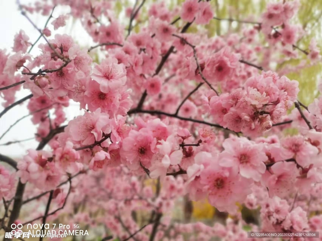 桃花盛开