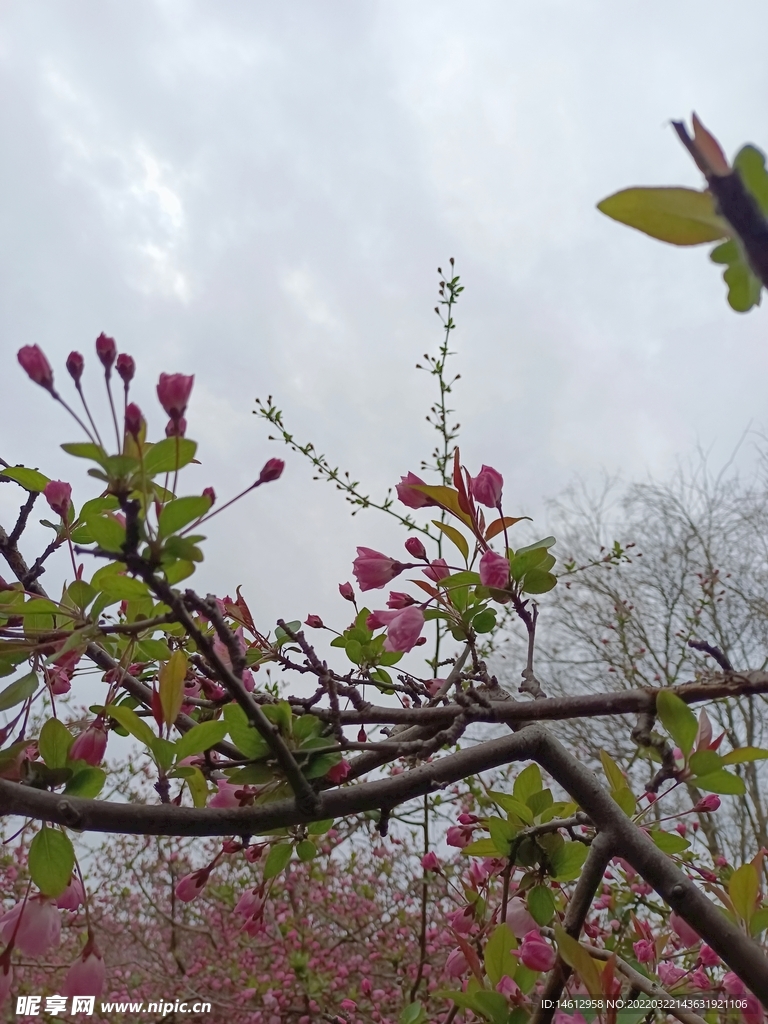 花开的季节