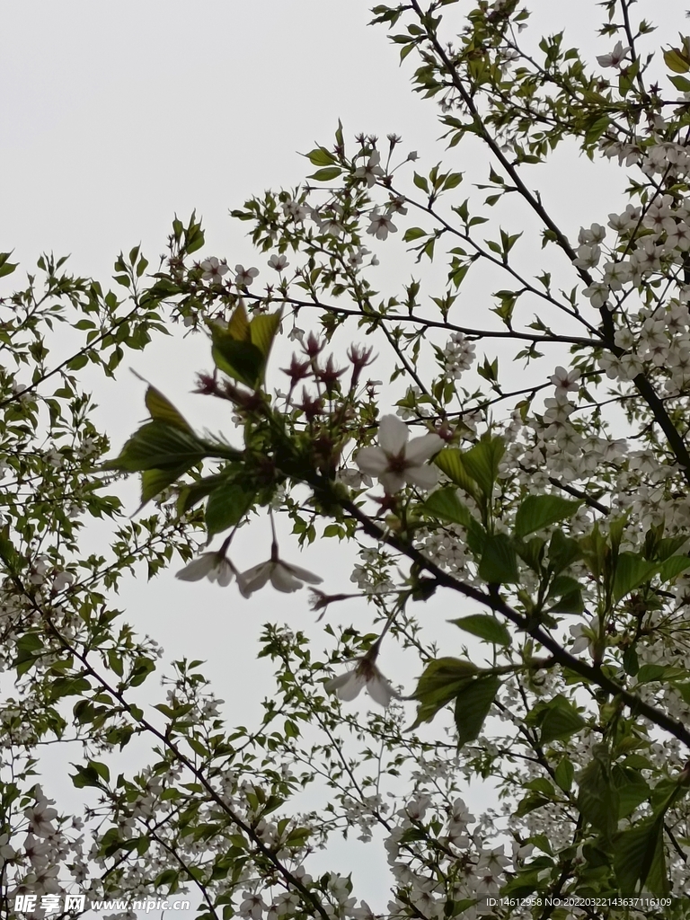 盛开的花朵